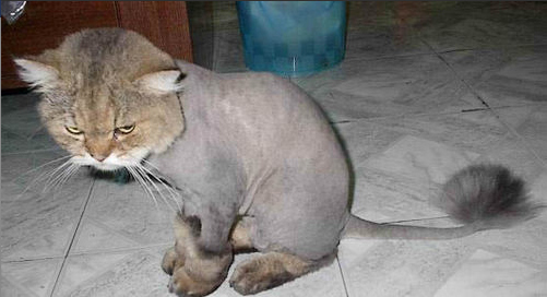 Cuando los animales tienen su pelo cortado (19)