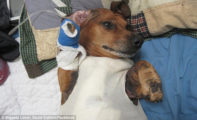 Un perro salchicha obeso recibe una cirugía para eliminar el exceso de piel  4