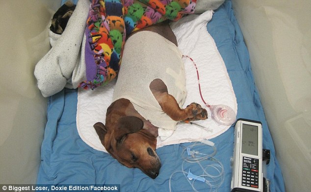 Un perro salchicha obeso recibe una cirugía para eliminar el exceso de piel  6