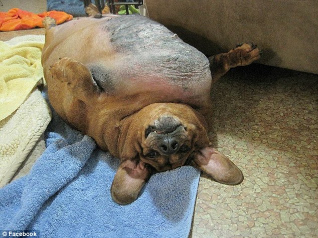 Un perro salchicha obeso recibe una cirugía para eliminar el exceso de piel  9