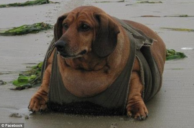 Un perro salchicha obeso recibe una cirugía para eliminar el exceso de piel  7