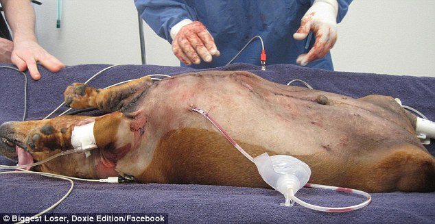 Un perro salchicha obeso recibe una cirugía para eliminar el exceso de piel  3