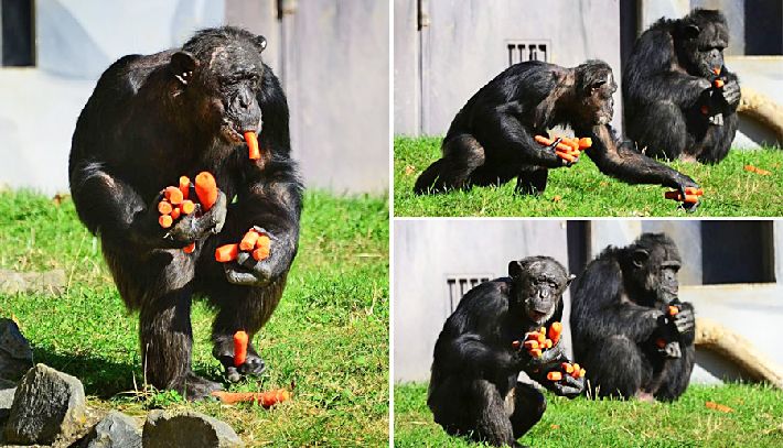 Cuando los animales tienen tantas ganas de comer (7)