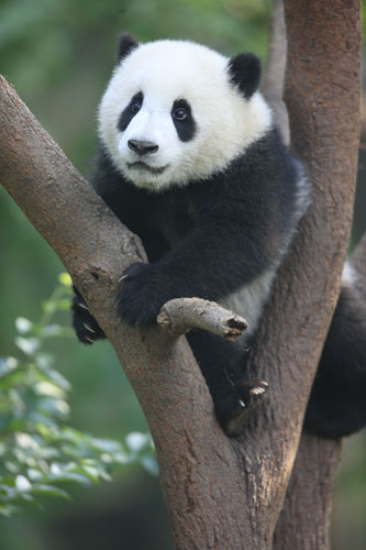 Pandas gigantes trepan por los árboles