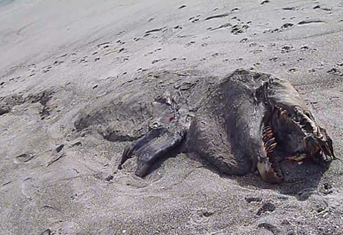 Aparece una criatura monstruosa en una playa de Nueva Zelanda