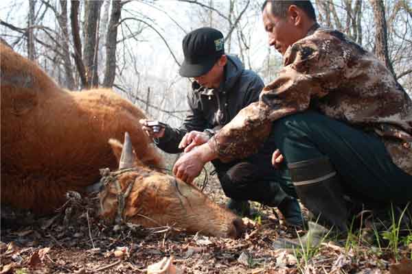 Tigres siberianos atacan ganado en norte de China