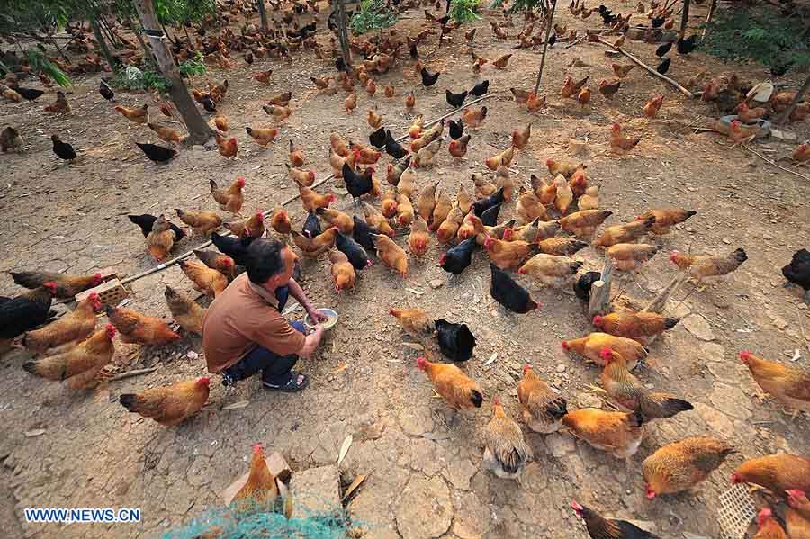 China ofrece subsidios para apoyar a industria avícola