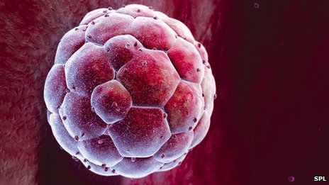 Obtienen células madre embrionarias de personas mediante clonación
