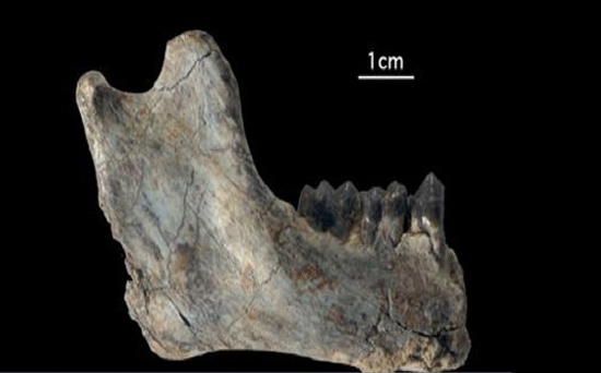 Un diente de 25 millones de años relaciona a simios y primates