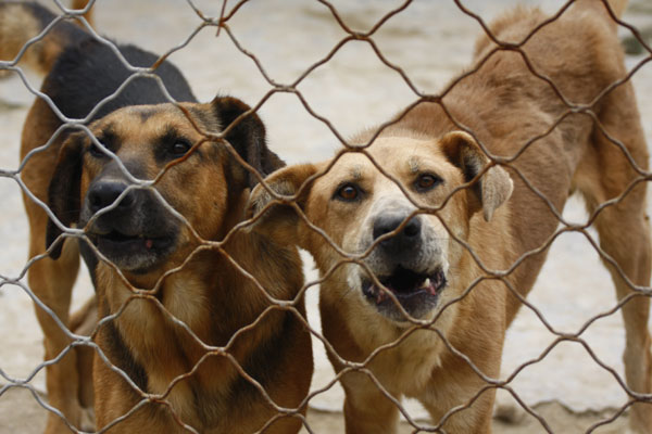 Tencent se hará cargo de perros rescatados
