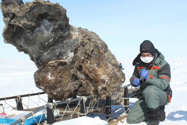 Encuentran sangre de mamut líquida en el Ártico