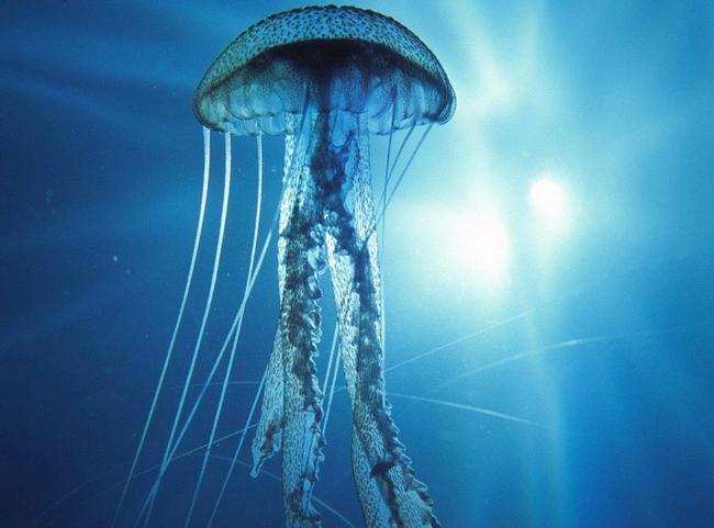 Tras los insectos, ahora la FAO recomienda comer medusas
