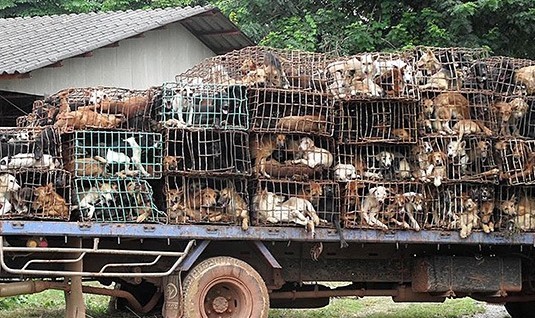 Contrabandistas mejoran el sabor de la carne de perro con una tortura insoportable