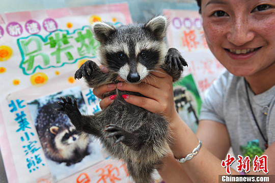 “Una mascota diferente”, aparece un mapache en Kunming