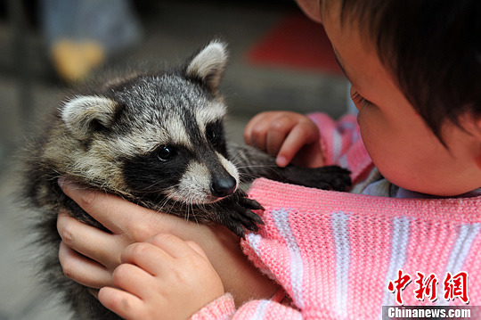 “Una mascota diferente”, aparece un mapache en Kunming (2)