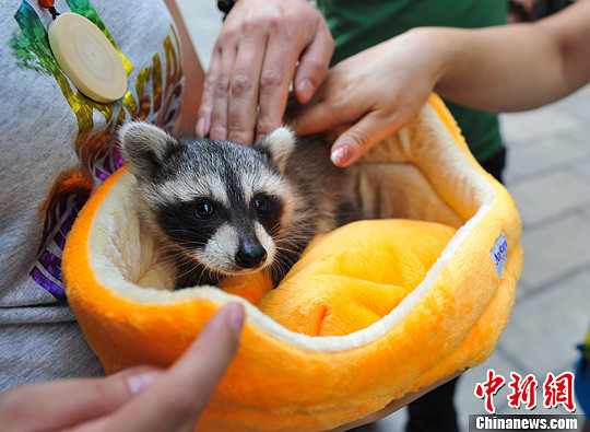 “Una mascota diferente”, aparece un mapache en Kunming (3)
