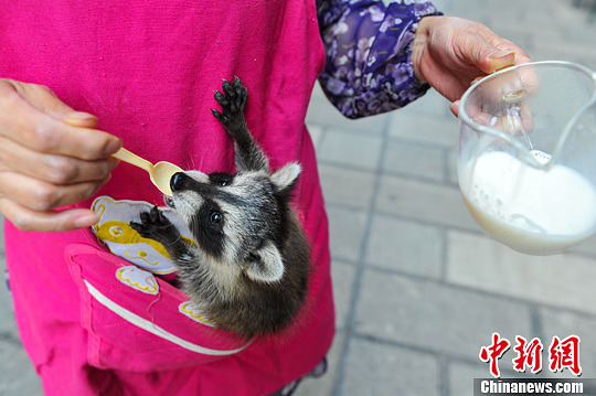“Una mascota diferente”, aparece un mapache en Kunming (4)