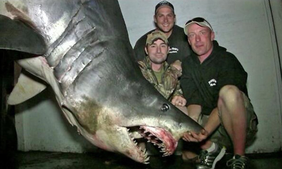 Capturan un enorme tiburón que podría romper el récord mundial 