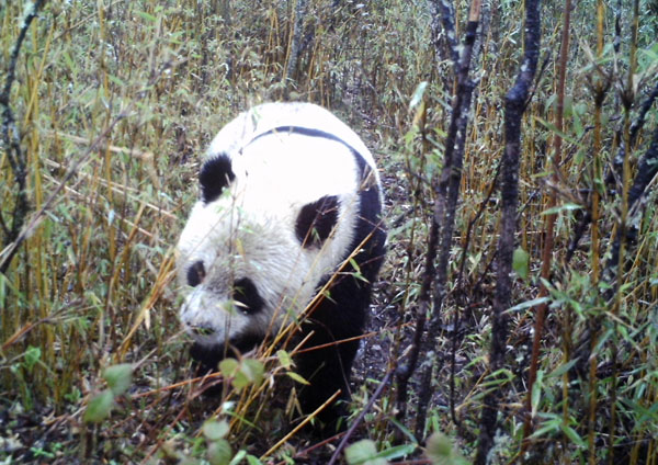 Descubren panda silvestre en noroeste de China