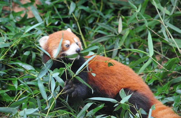 Pandas rojos se preparan para mudarse al zoológico de Taipei
