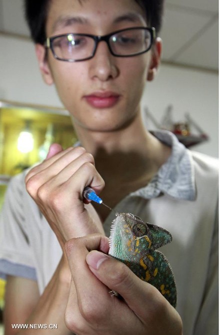 Chen Deqiang alimenta a uno de sus lagartos con glucosa en su casa de Liuzhou, región autónoma de Guangxi Zhuang, el 16 de junio de 2013. Chen adquirió su primer lagarto como mascota hace más que hace un año, y ahora ya tiene 36. Como  tiene tantos de estos reptiles, les ha construido un hogar especial. (Xinhua/Zhang Cunli)