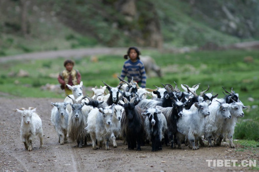 La vida de los pastores tibetanos 2