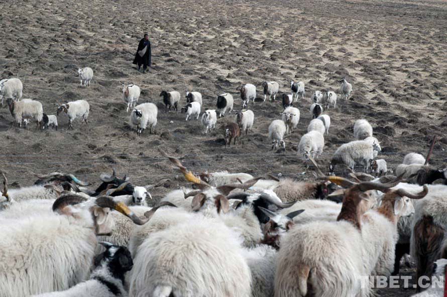 La vida de los pastores tibetanos  10