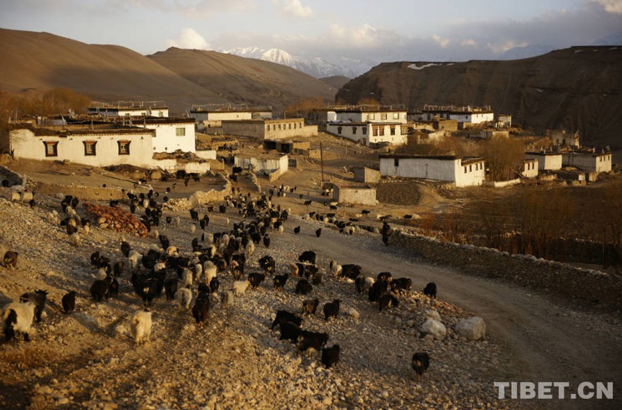 La vida de los pastores tibetanos  8