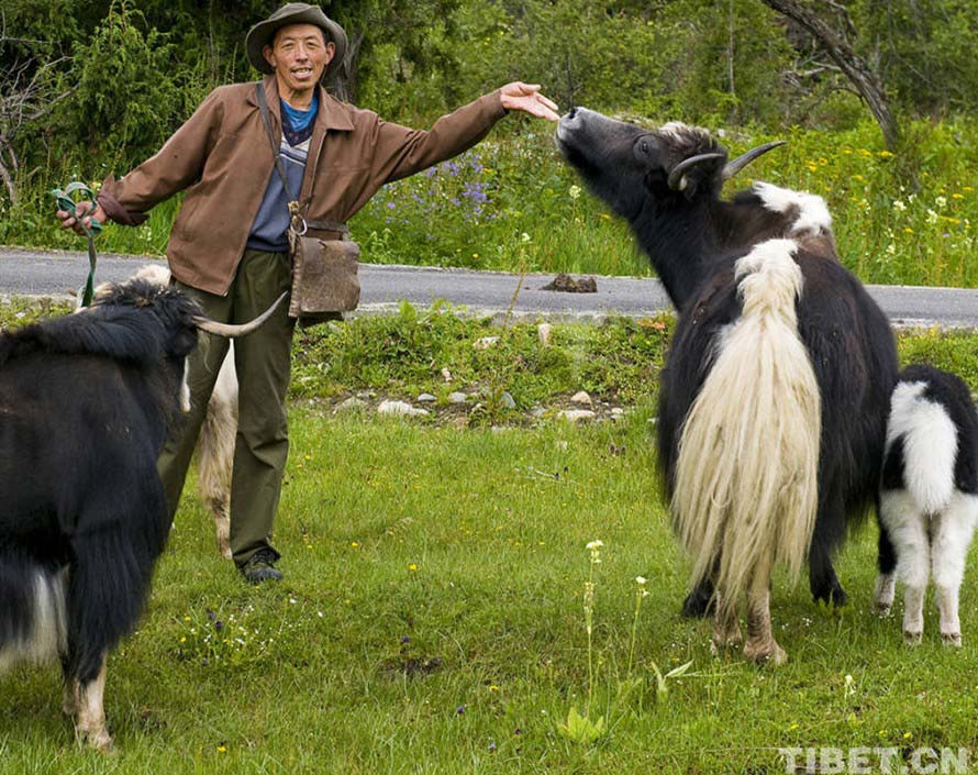 La vida de los pastores tibetanos  7
