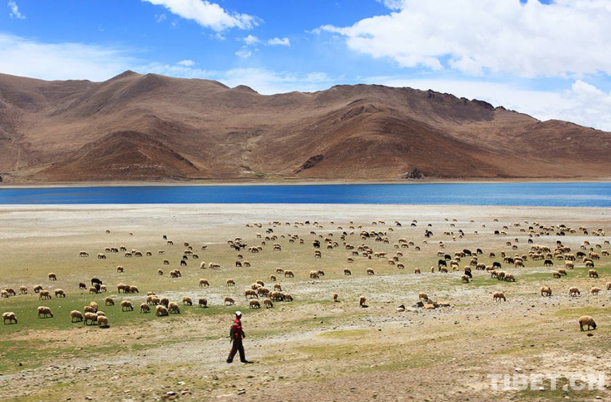 La vida de los pastores tibetanos  9