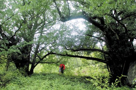 Tres árboles de gingko de 4.600 años de antigüedad se toman la mano en el cielo