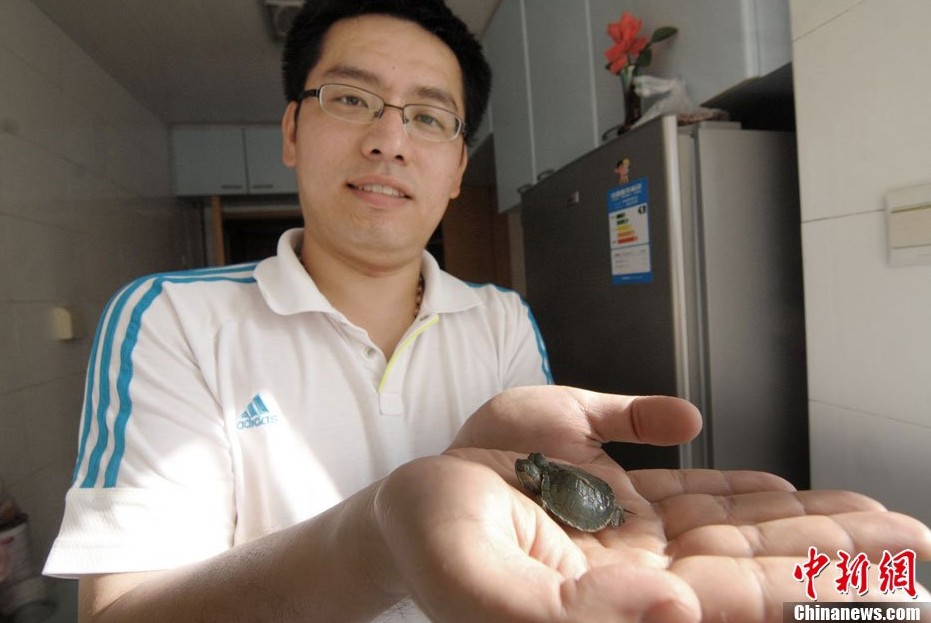 Descubren tortuga de dos cabezas en Qingdao 4