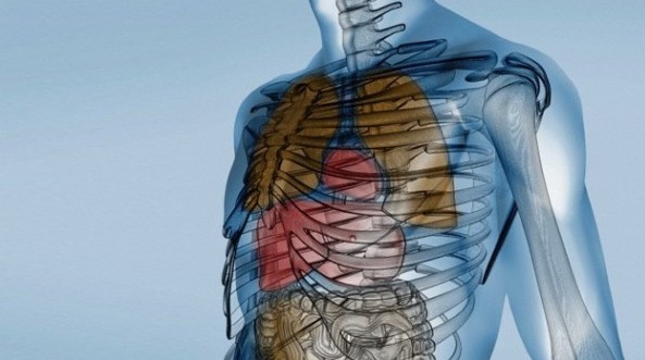 Científicos japoneses consiguen hacer transparentes partes del cuerpo