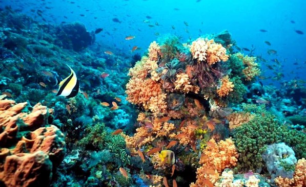 ESPECIAL: Colombia declara "parque natural" a ecosistema submarino caribeño