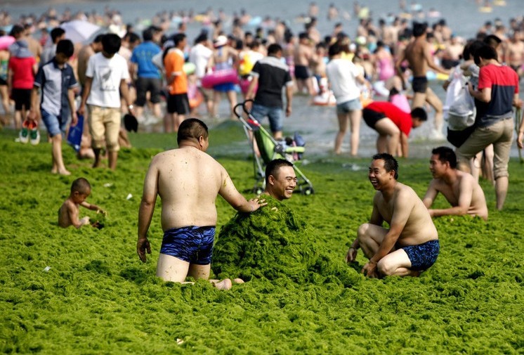Invasión de algas verdes en la playa de Qingdao, China