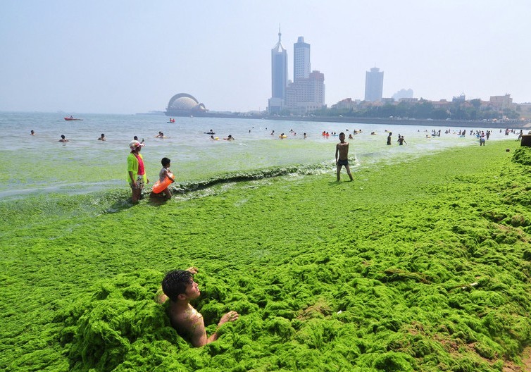 Invasión de algas verdes en la playa de Qingdao, China (2)