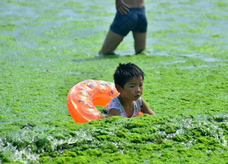 Invasión de algas verdes en la playa de Qingdao, China (3)