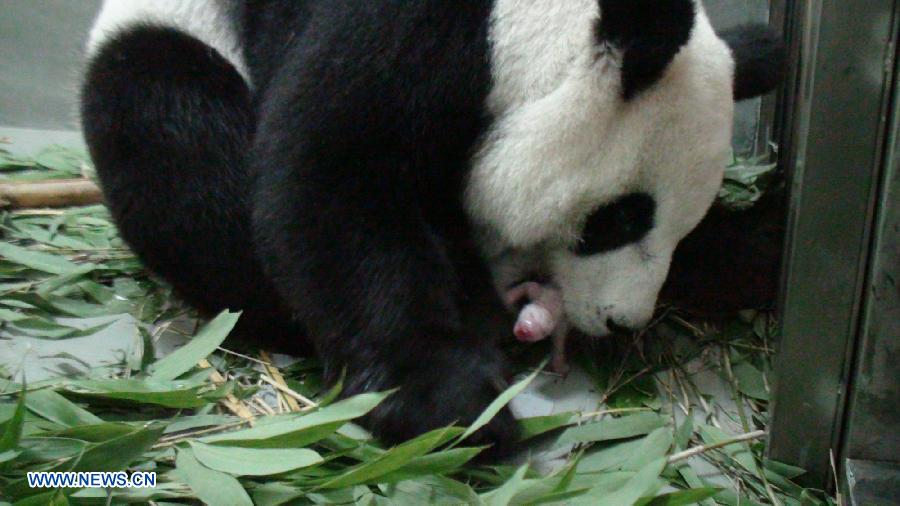 Da a luz panda gigante de parte continental que vive en Taiwan 