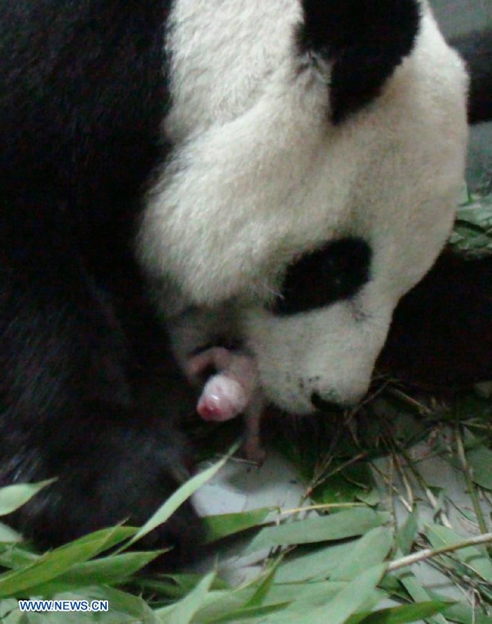 Da a luz panda gigante de parte continental que vive en Taiwan  (9)