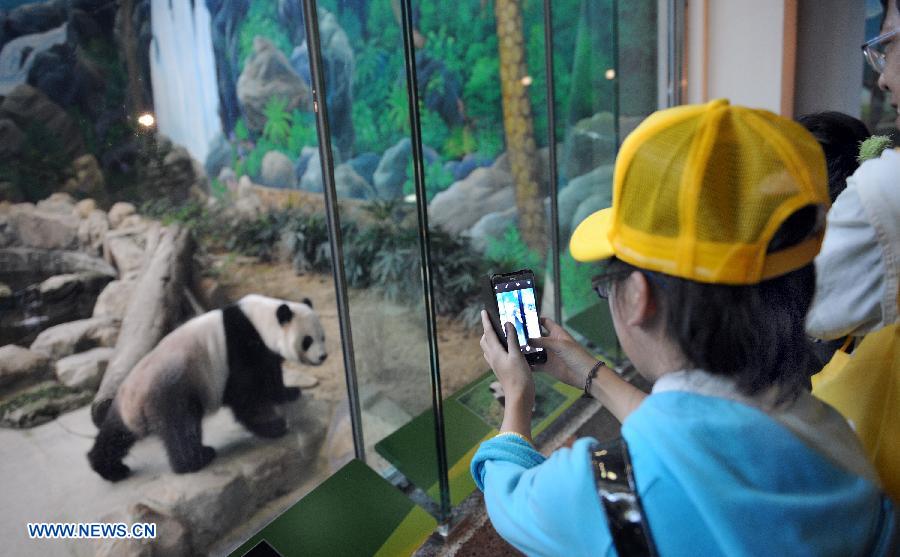 Da a luz panda gigante de parte continental que vive en Taiwan  (3)