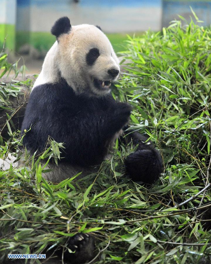 Da a luz panda gigante de parte continental que vive en Taiwan  2