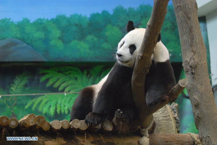 Da a luz panda gigante de parte continental que vive en Taiwan  (8)