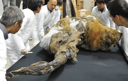 Exhiben mamut de 39.000 años Yuka en Japón