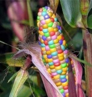 Italia prohíbe cultivo de maíz transgénico MON 810