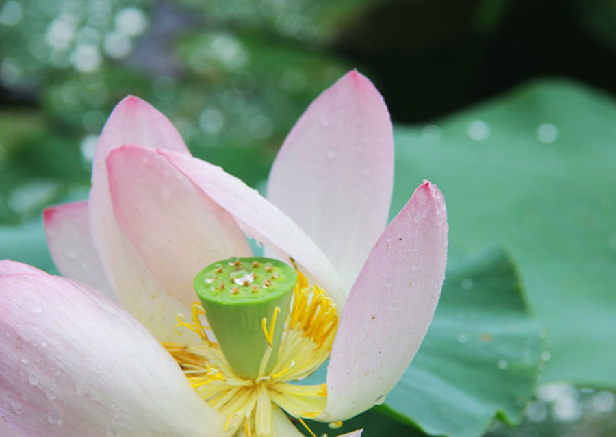 Una cápsula de loto se ve en el corazón de una flor. En las afueras de la ciudad Qingcheng de la provincia de Gansu, flores de loto están empezando a estallar en la floración. (Foto: CRIENGLISH.com) 