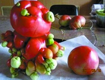 Instantáneas muestran tomates con forma de tumor, melocotones siameses o lechugas gigantes tras el accidente de Fukushima