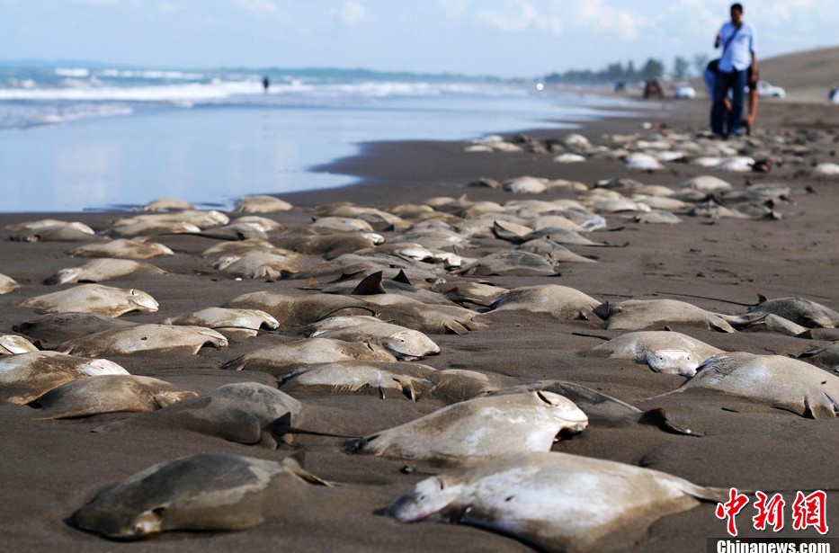 Encuentran cientos de rayas muertas en una playa de Veracruz de México