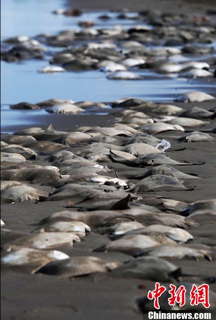 Encuentran cientos de rayas muertas en una playa de Veracruz de México (2)
