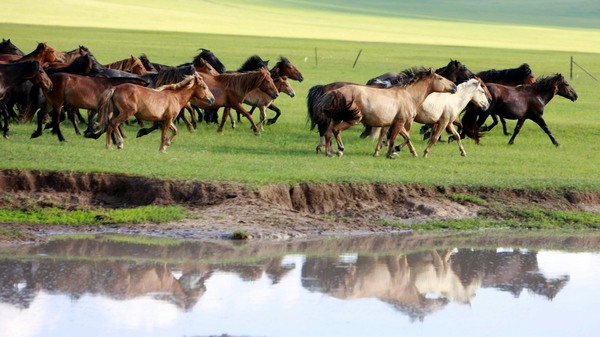Galopando por las praderas de Mongolia Interior