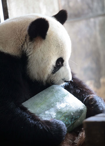 Panda se refresca con pastel congelado